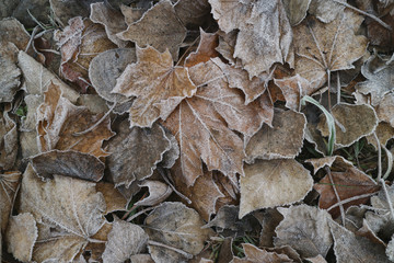 leaves covered with hoarfrost