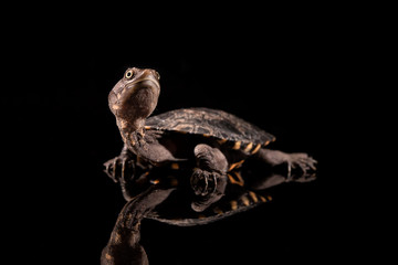 Baby Eastern Long-Necked Turtle looking upwards