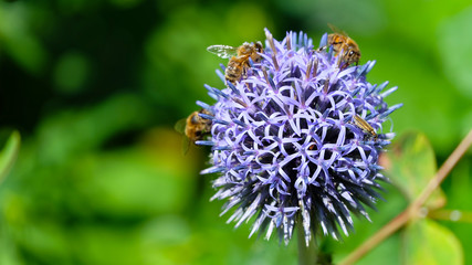 Summer English garden. Closeup of a flower bulb made from many small star-shaped five petals purple flower, with bees collecting nectar on it. 