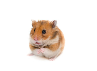 Cute Syrian hamster sitting on its hind legs with a funny expression (isolated on white)