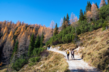 Pokljuka, Slovenia - Oktober 31, 2015: Hikers on the path to Bled mountain hut at Lipanca, Julian...