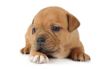 Obraz premium Staffordshire Terrier puppy on white background