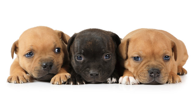 Portrait of three Staffordshire Terrier puppies