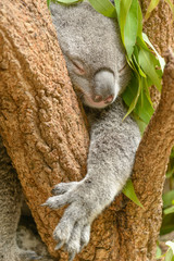 Koala sleeping