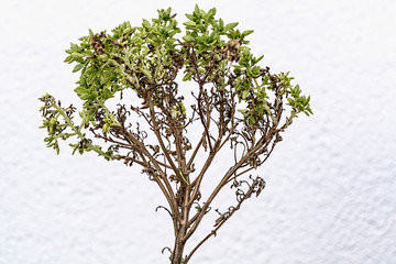 Macro shot of dried miniature tree