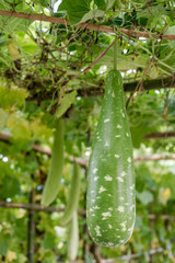 Winter melon and squash hanging on structure