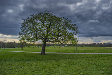 Hyde park tree, London