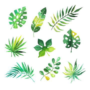 Tropical leaves set, jungle trees, botanical watercolor vector Illustrations