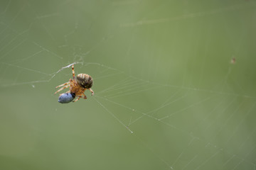 Neoscona spider