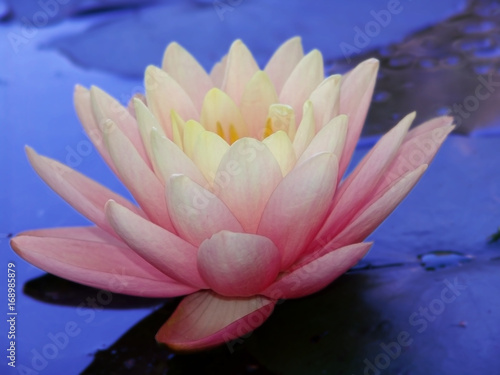 Water Lily Flower White Garden Nature Closeup Beautiful Water Lily Flower White Garden Nature Closeup Beautiful