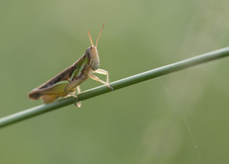 Grasshoppers in front of Green background