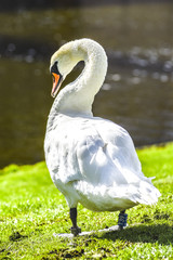 A swan standing on the grass on a sunny day.