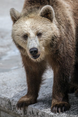 Obraz premium The portrait of adult brown bear.