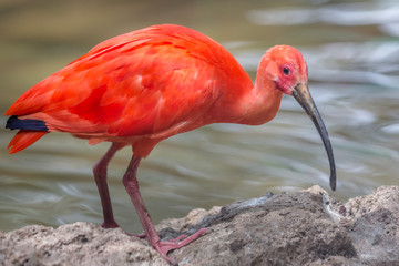 The scarlet ibis (Eudocimus ruber), the red bird of family Threskiornithidae.