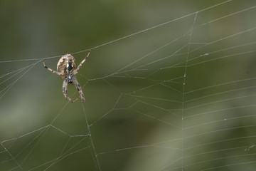 Spider on Web