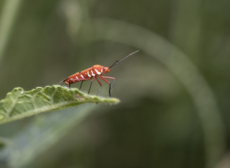 RED COTTON BUG