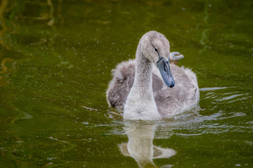 Baby swan, cygnet
