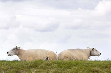 two sheep lie in grass under cloudy sky in holland