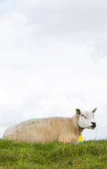 sheep lies in grass under cloudy sky in holland