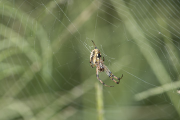 Web Spider