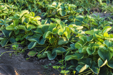 beautiful strawberries plants in the garden on sunny day