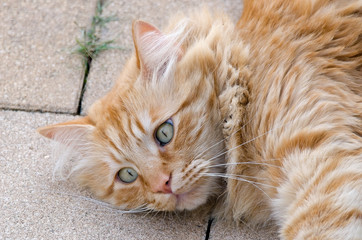 Hauskatze (Felis silvestris catus)