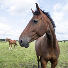 Fototapeta premium brown horses in green grassy meadow in the netherlands