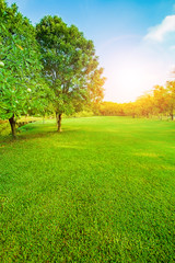 Fototapeta na wymiar beautiful morning light in public park with green grass field vertical form