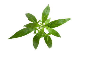 isolated top view green leaf kariyat plant