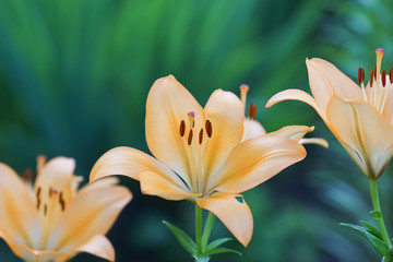 Lilly flower abstract background