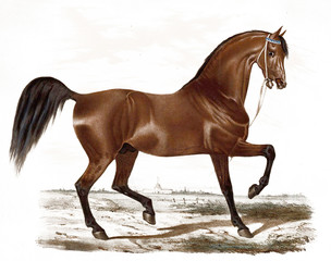 Illustration of thoroughbred horses.