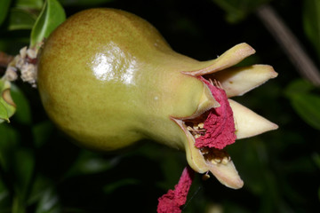 pomegranate