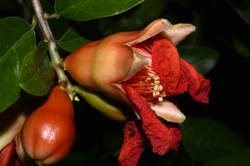 pomegranate in the tree