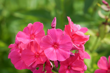 Phlox flowers in the garden
