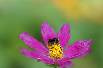 bright flower background