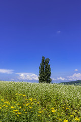 Obraz premium 丘の町美瑛の田園風景