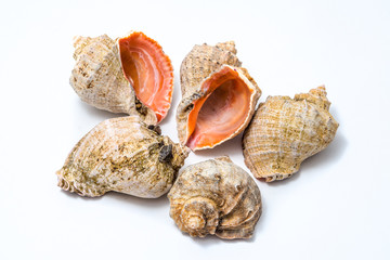 Conch shells