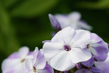 Phlox flowers in the garden
