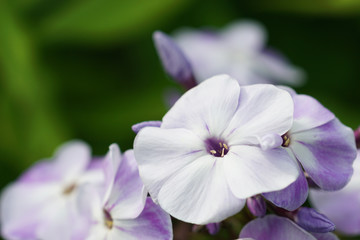 Phlox flowers in the garden
