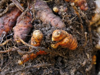 Fresh turmeric from the ground