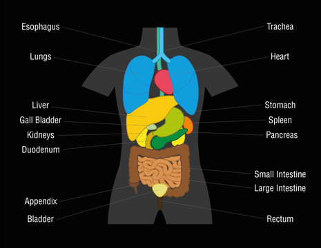 Inner organs chart - schematic illustration with colored organs and their names - isolated vector illustration on black background.
