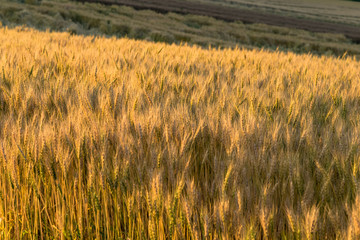 丘の町美瑛の麦畑