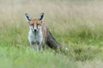 Naklejka na ściany i meble Red Fox standing in a green grass field.