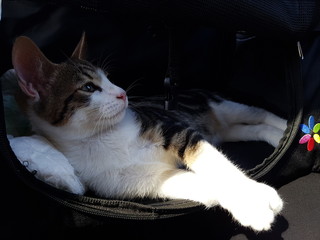 Chaton