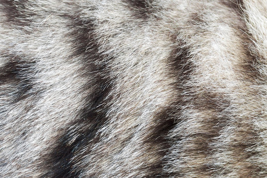 texture striped cat fur, wool close up