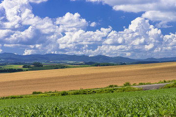Naklejka premium 丘の町美瑛の麦畑