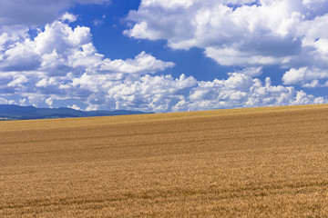 道東地方の麦畑