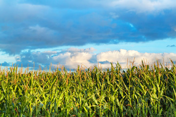 Field of corn in Sweden © kwiatek7