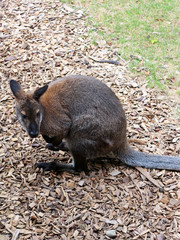 Bennett-wallaby