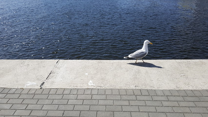 Mewa © Alan Pavletta